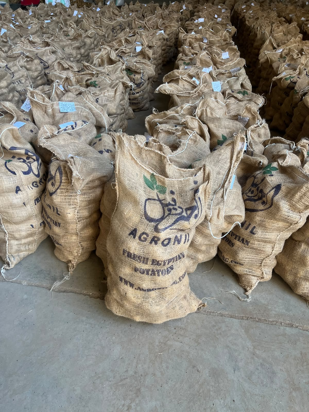 Jute / Burlap Bags for potato export – Agronil