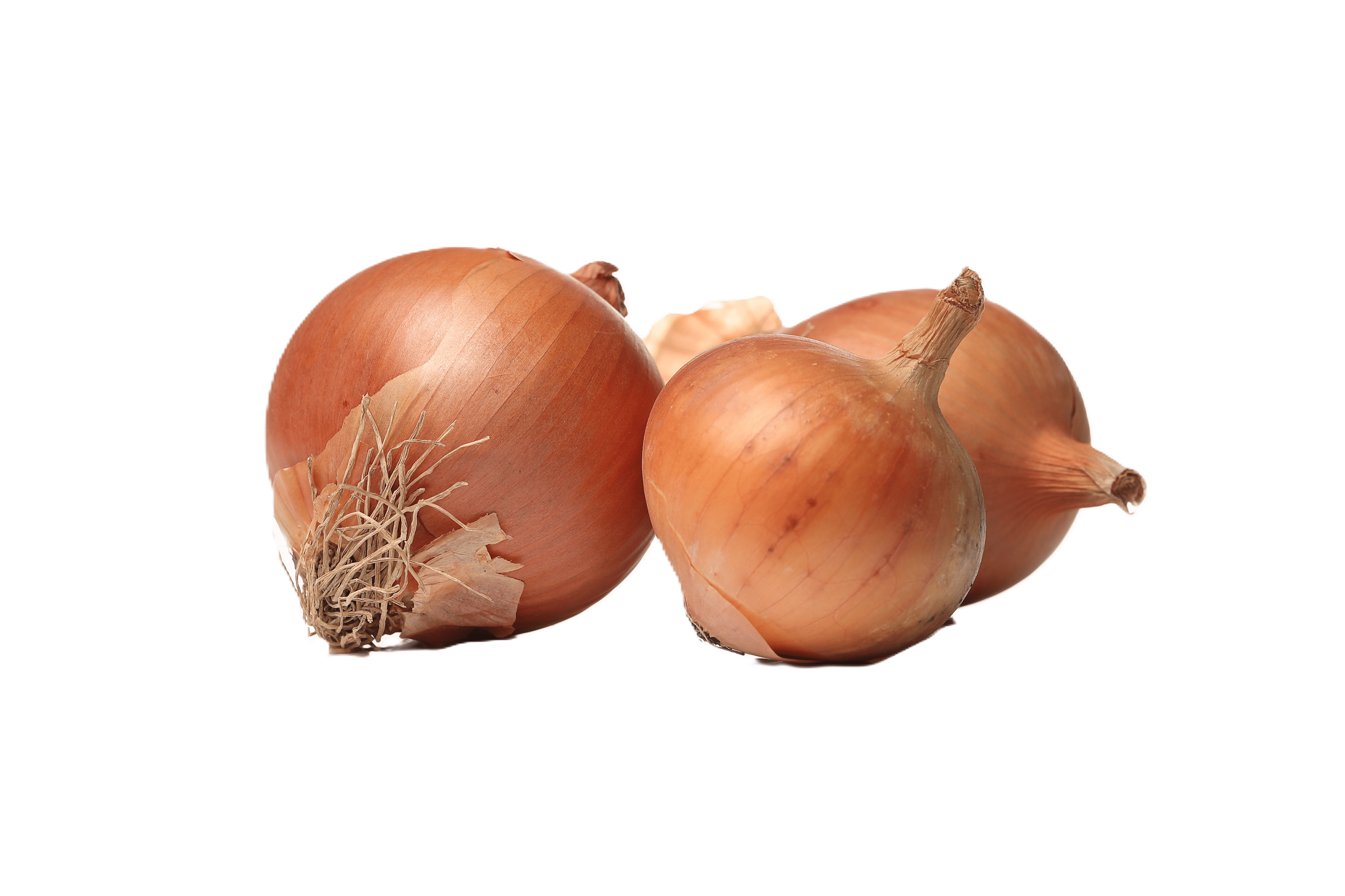 Onions – fresh export quality from Agronil
