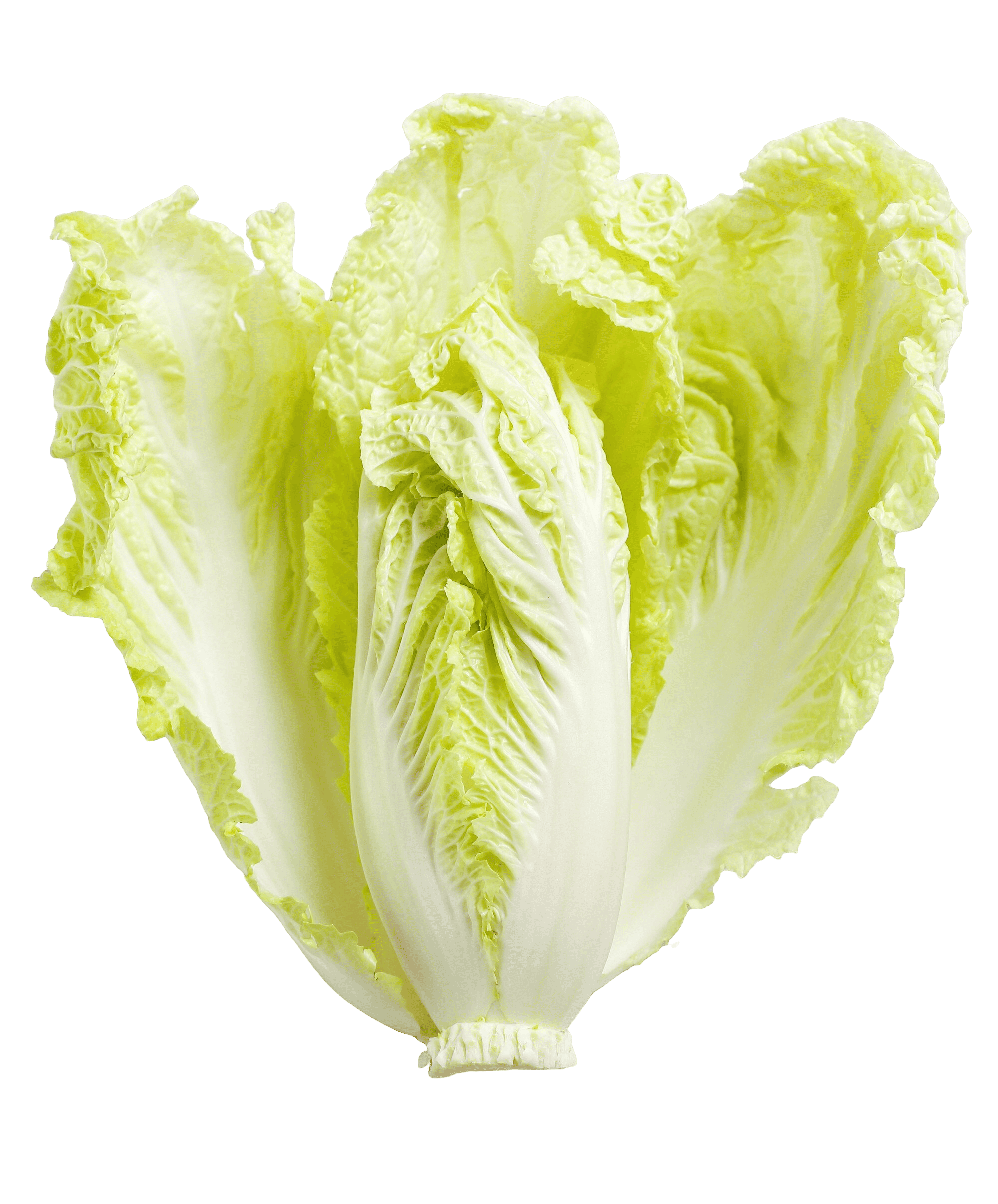 Lettuce – fresh export quality from Agronil